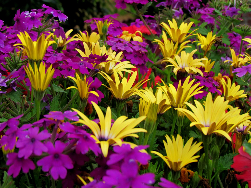 Osteospermum dobře snáší sucho. Horké léto - dárek pro rostlinu
