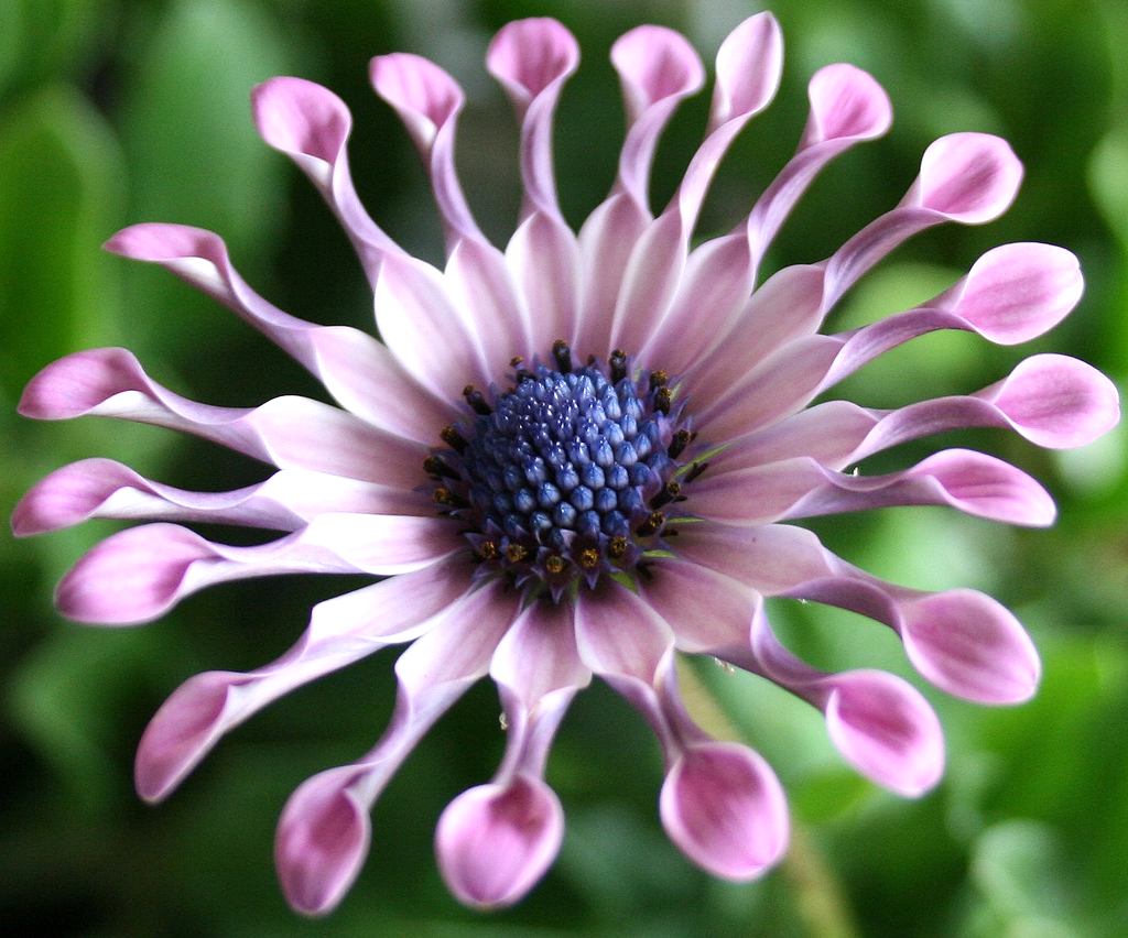 Rostlina je mrazuvzdorná, ale je lepší ji hrát bezpečně a kopat osteospermum pro chladné období