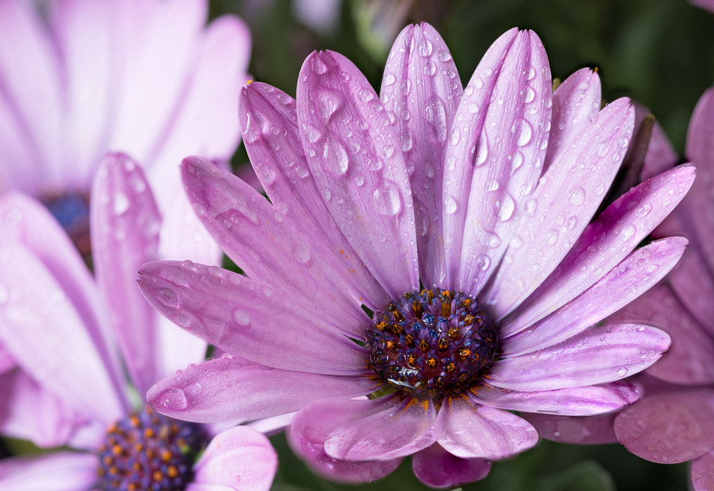 Osteospermum se cítí dobře venku i v květináčích na balkoně