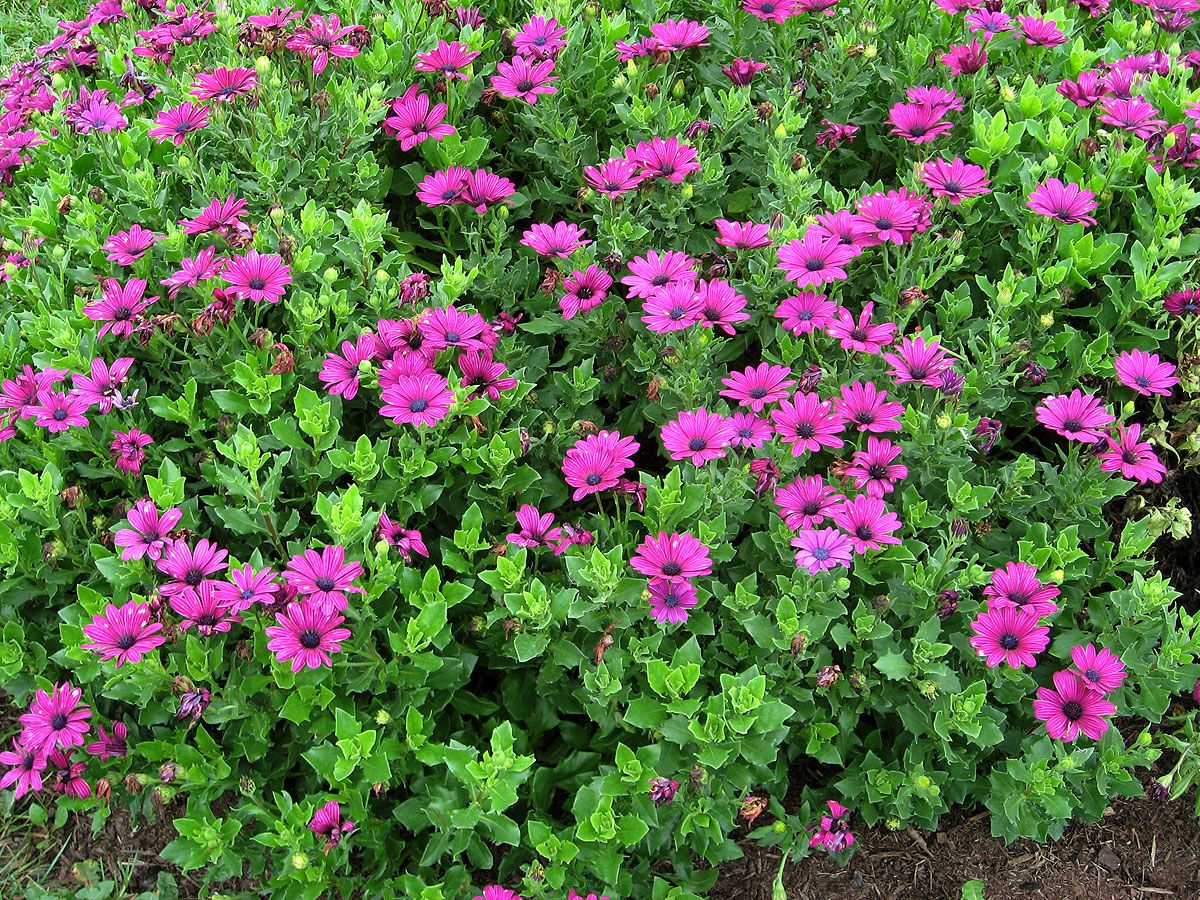 Osteospermum lze pěstovat jako jednoletou rostlinu