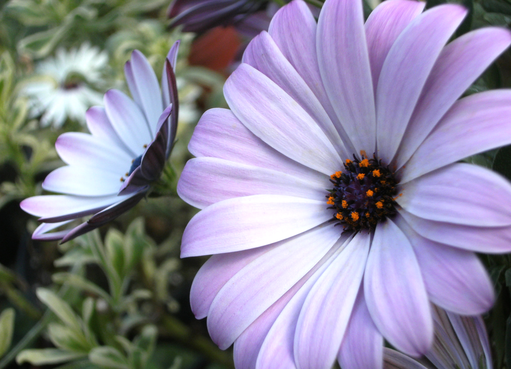 Osteospermum je náchylné k nemocem, proto stojí za to provést prevenci - postřik česnekovou vodou pomůže vyřešit problémy