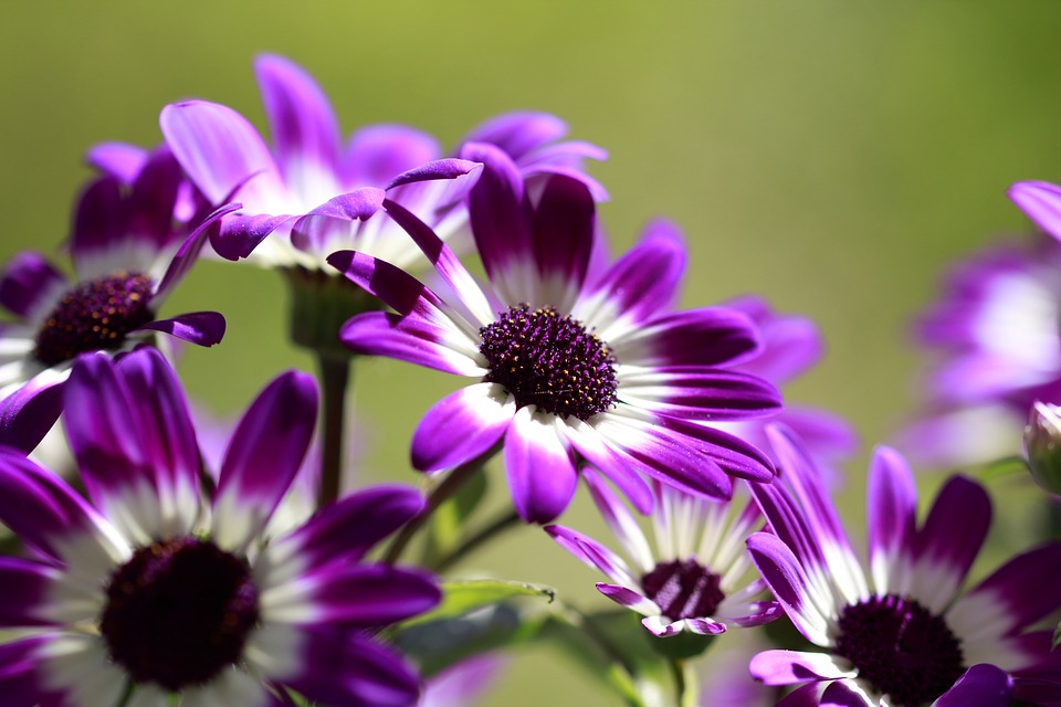 Osteospermum vyžaduje neustálou péči