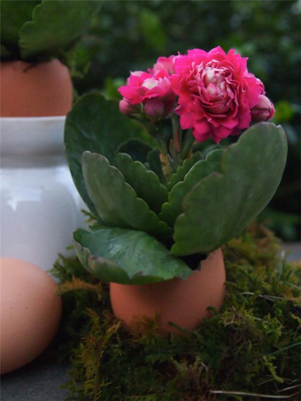 Dekoracje wielkanocne majsterkować skorupki jajek używać wazonów roślin