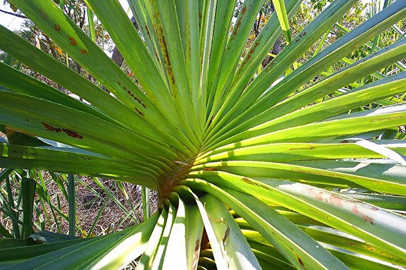 Pandanus - nemoci a škůdci