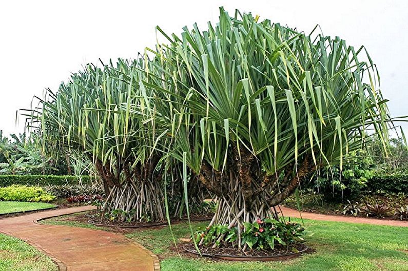 Pandanus - fotografie