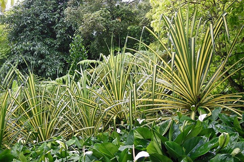 Pandanus - fotografie