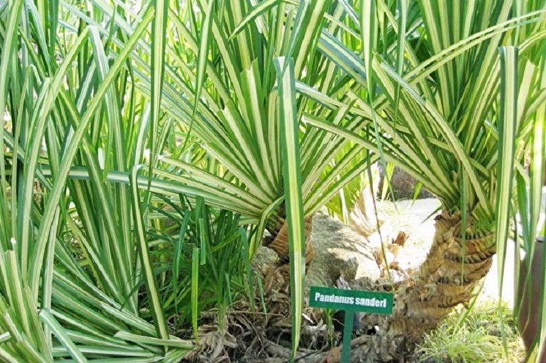 Pandanus - fotografie