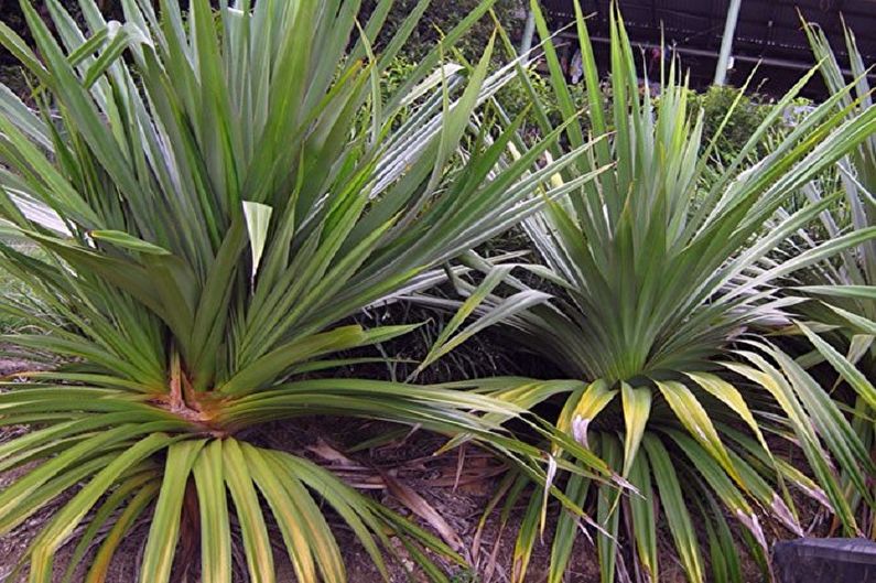 Pandanus Užitečné