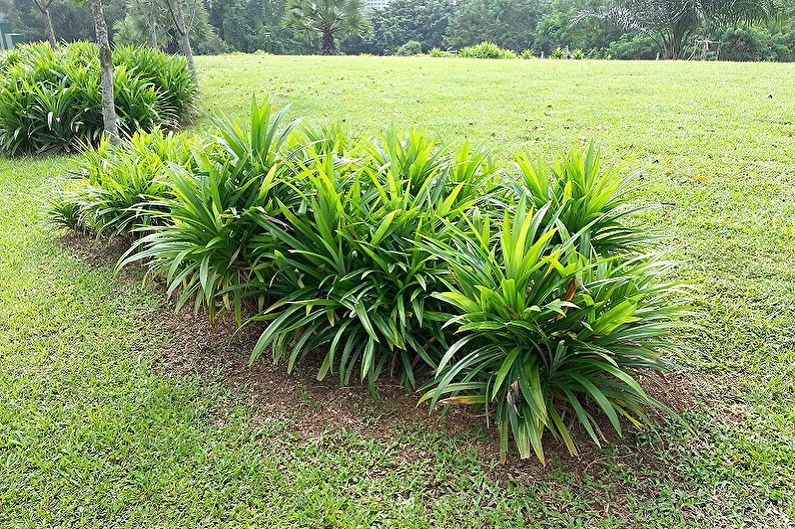 Pandanus - fotografie