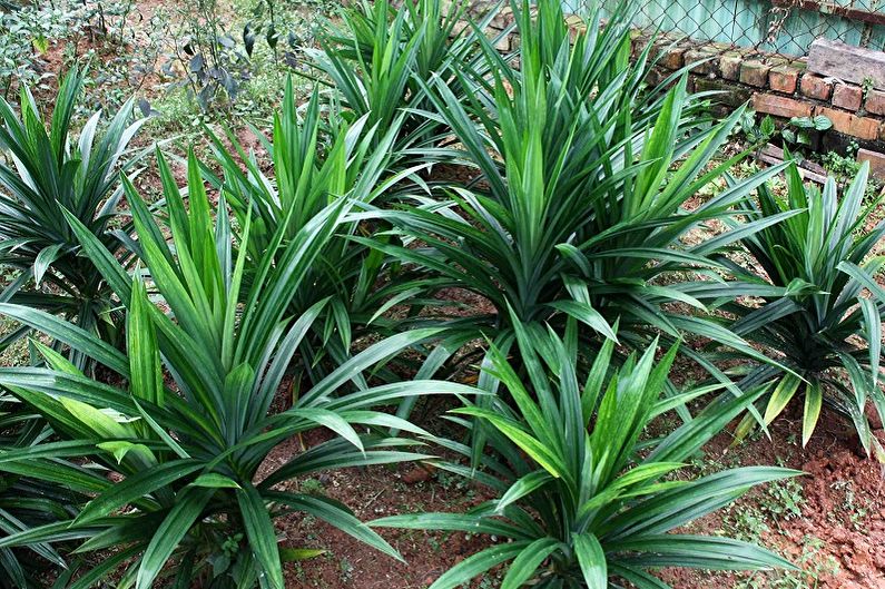 Pandanus - fotografie