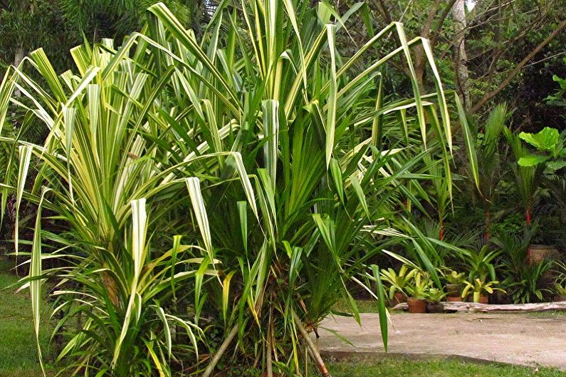 Pandanus Sandera