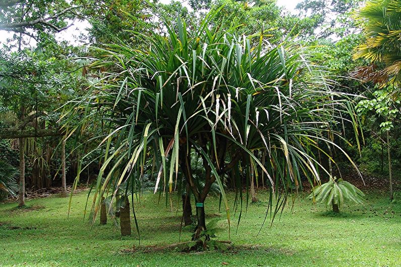 Pandanus - fotografie