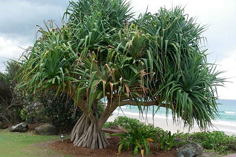 Pandanus - fotografie