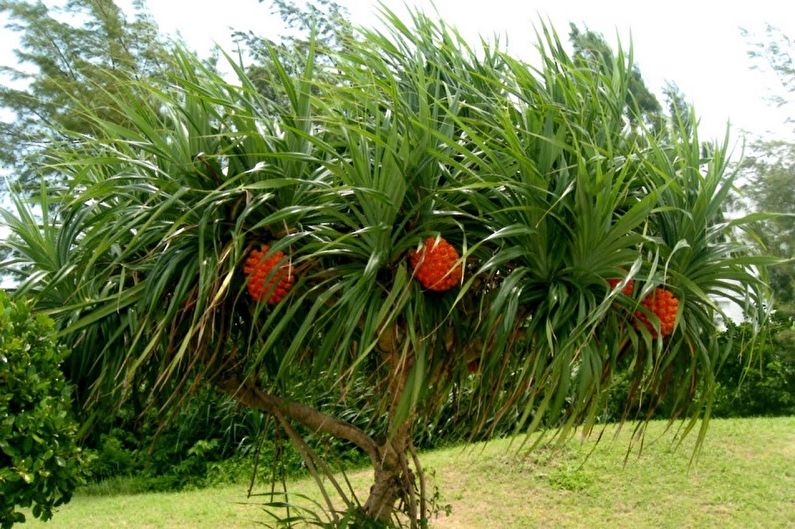 Pandanus - fotografie