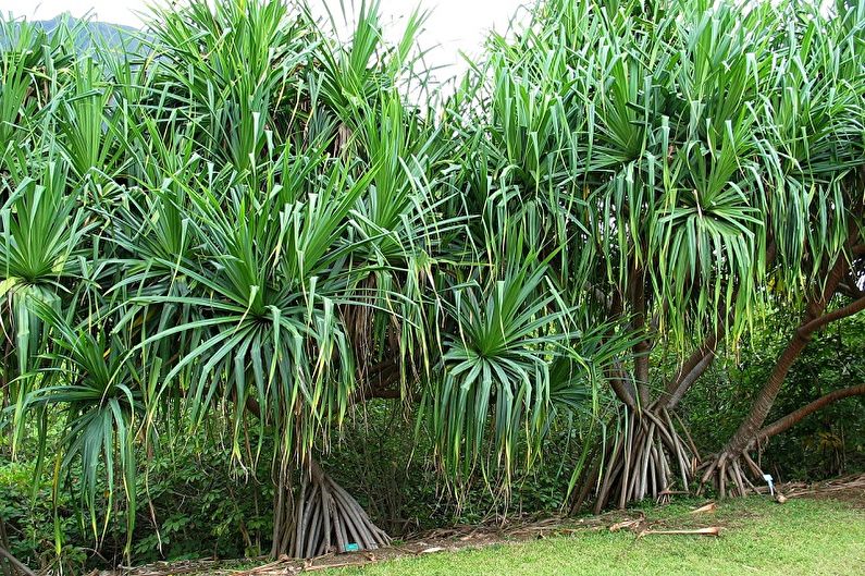 Pandanus - fotografie