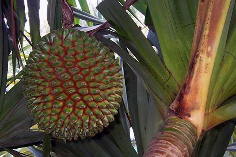 Pandanus - fotografie