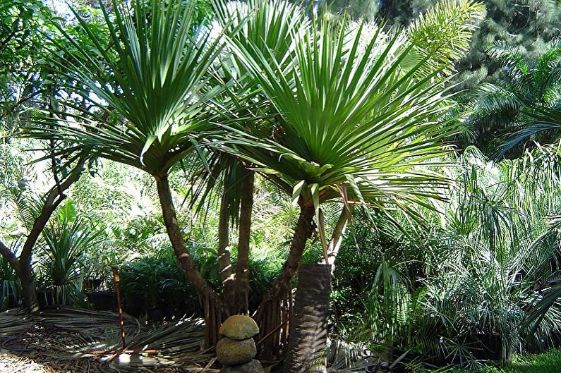 Pandanus - fotografie