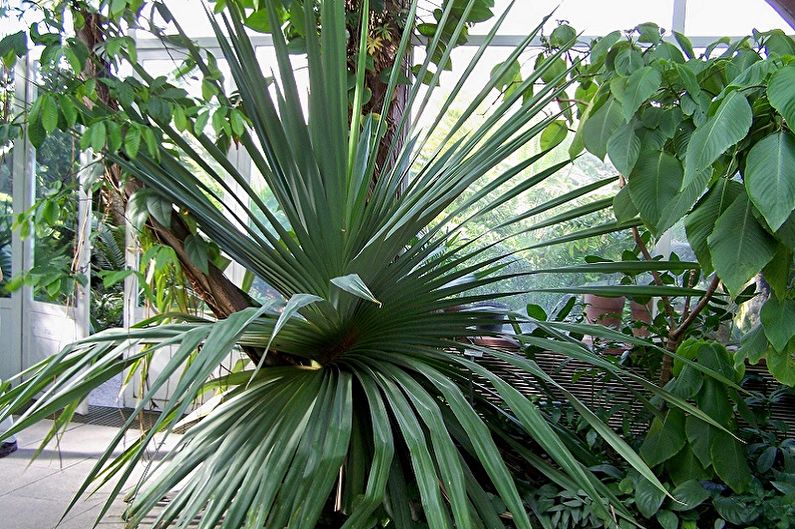 Pandanus (80 fotografií): typy a péče