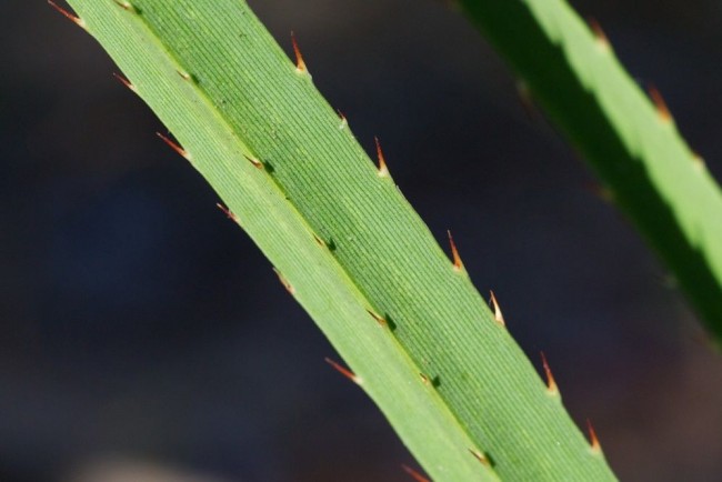 Листата на растението по краищата и отдолу имат доста остри тръни.