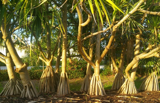 Панданус е тропическо растение със сложна коренова система