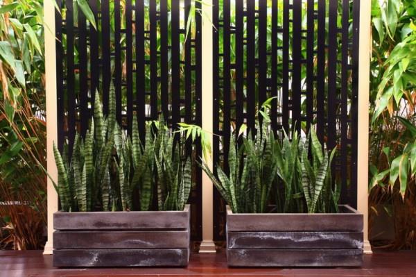 patio projektowanie ogrodu leksykon roślin projekt zewnętrzny