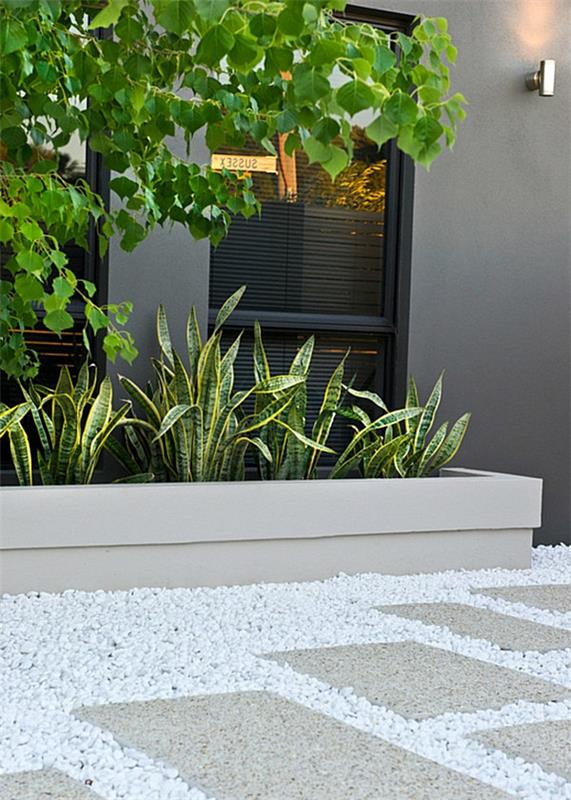 patio ogród projekt leksykon roślin na zewnątrz