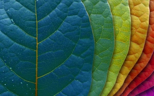 couleurs parfaites pour votre intérieur feuilles colorées