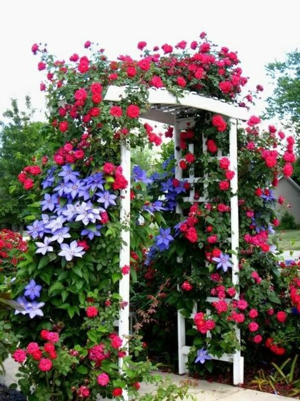 pergola-ombrage-tonnelle-rose-rose-arc