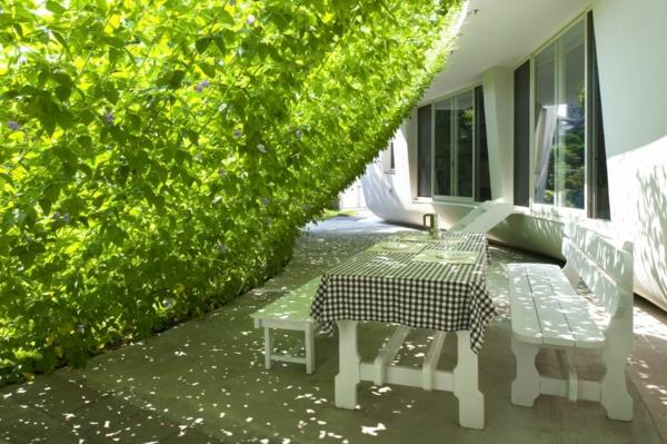 pergola toit terrasse toiture plantes vertes