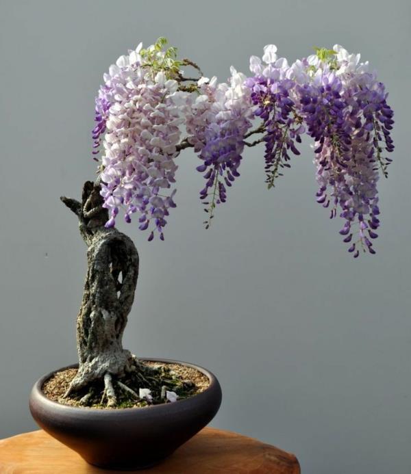 rośliny mini drzewko bonsai piękna dekoracja