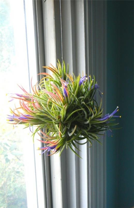 pielęgnacja roślin wiszące rośliny powietrzne okno