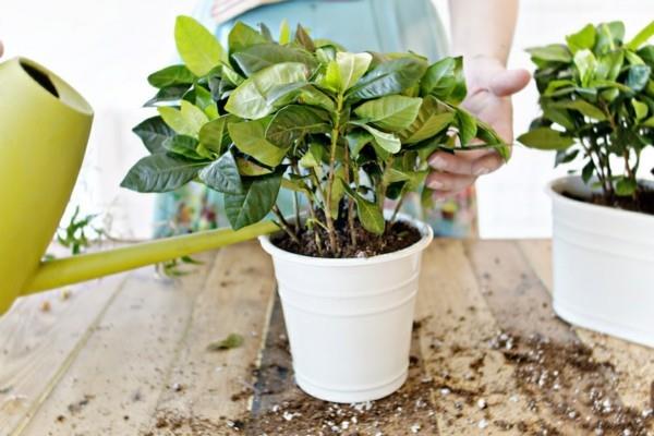 arrosage planteur fait