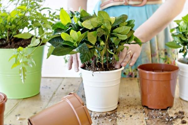 Pots de fleurs en plusieurs couleurs