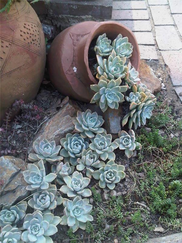 Planteur pots en argile succulentes