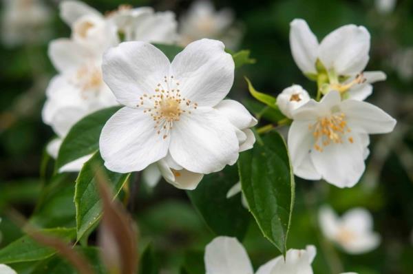 Philadelphus coronarius arbustes à croissance rapide