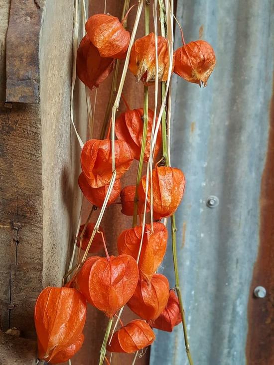 physalis lampion kwiatowe pomysły na jesienne dekoracje