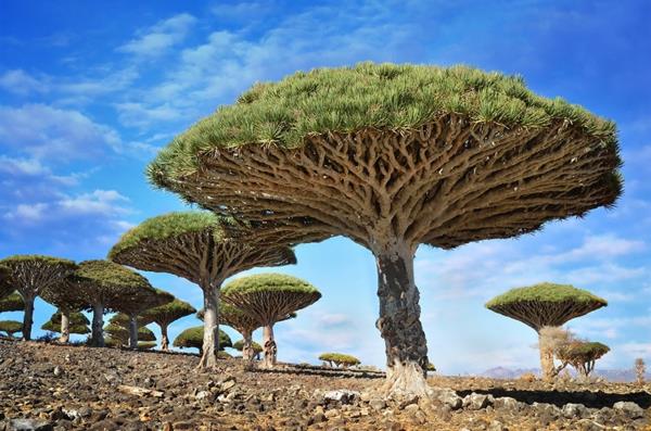 notre planète dragonblood arbres socotra yémen