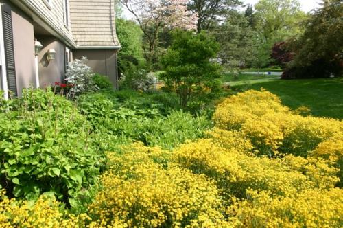 Plantes luxuriantes dans le jardin bien entretenu fleurs jaunes fleurs rouges