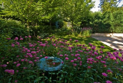 Plantes luxuriantes dans le jardin bien entretenu de fleurs jaunes violettes