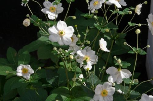 Plantes luxuriantes dans le jardin bien entretenu feuillage jaune fleur blanche