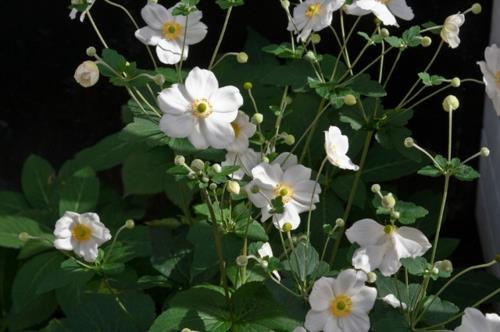 Plantes luxuriantes dans le jardin bien entretenu feuillage jaune fleur blanche