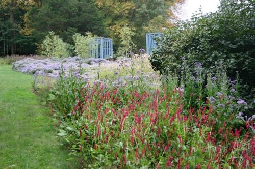 Plantes luxuriantes dans le jardin bien entretenu bordé de zones herbeuses en rouge-violet