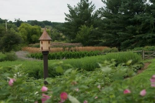 Plantes luxuriantes dans un aménagement paysager de jardin bien entretenu