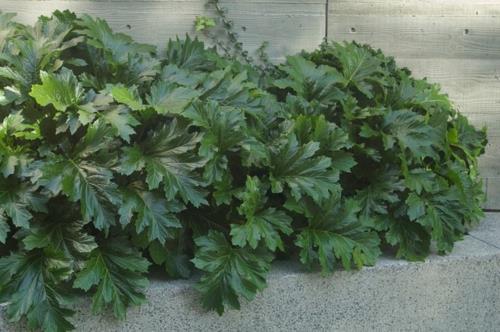 Plantes luxuriantes dans le jardin bien entretenu feuilles d'acanthe