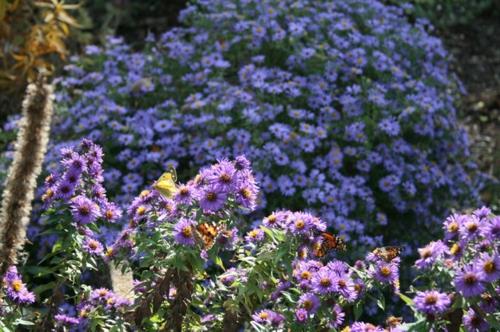Plantes luxuriantes dans le jardin bien entretenu des papillons violets