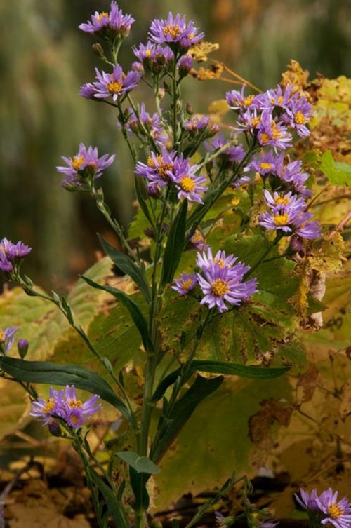 Plantes luxuriantes dans le jardin bien entretenu fleurs violettes belles