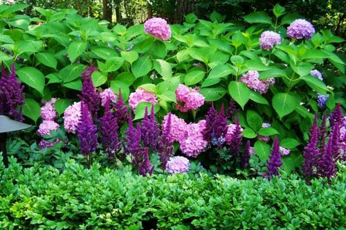 Des plantes luxuriantes dans le jardin bien entretenu fleurissent rose violet frais