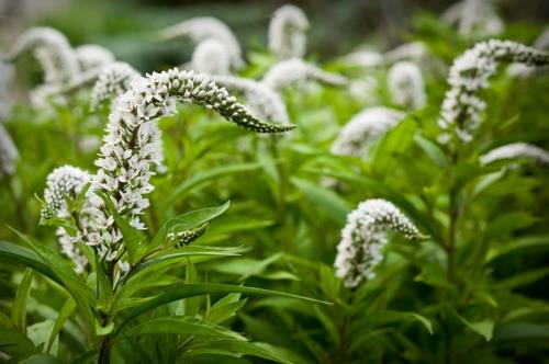 Plantes luxuriantes dans le jardin bien entretenu espèces de fleurs blanches tataricus