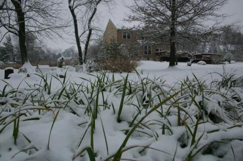 Plantes luxuriantes dans la neige d'hiver du jardin bien entretenu