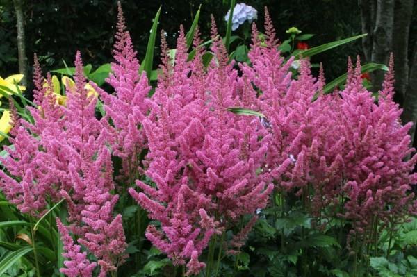 Astilbe chinensis 'Vision en rose'